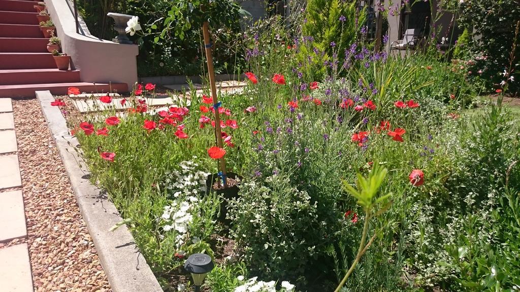 מונטאגו Abigail'S Garden Cottage מראה חיצוני תמונה